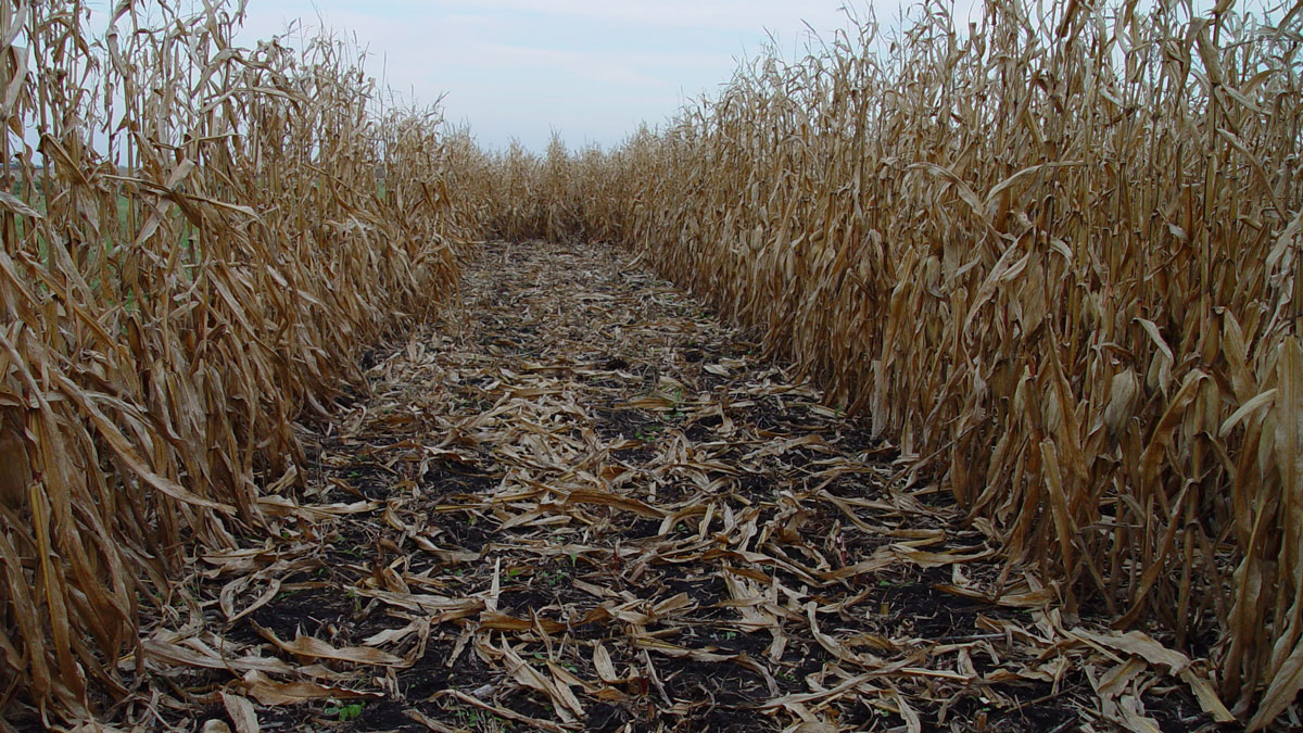 A trail leads through withered stalks of corn.