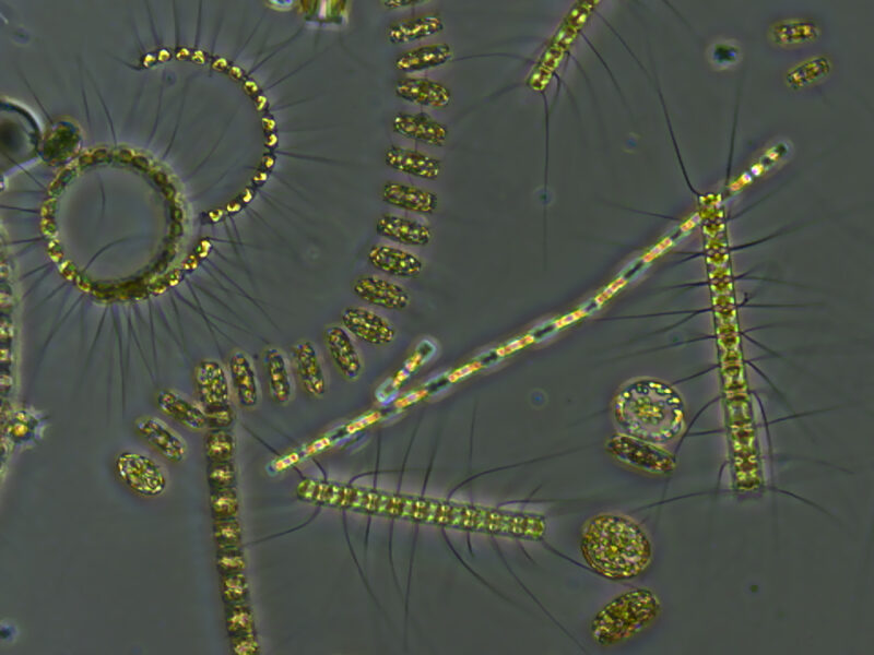 Marine Heat Waves Slow the Ocean’s Carbon Flow