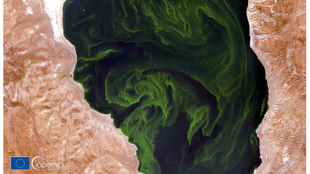 A lake, seen from above, is swirling with green algal blooms. It is flanked on either side by brown desert land.