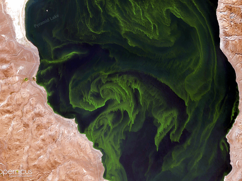 Global Climate Models Need the Nitrogen Cycle—All of It