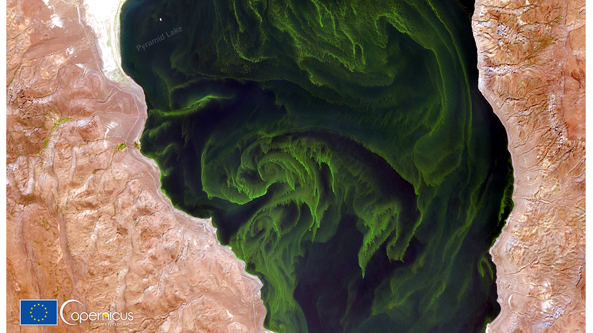 A lake, seen from above, is swirling with green algal blooms. It is flanked on either side by brown desert land.