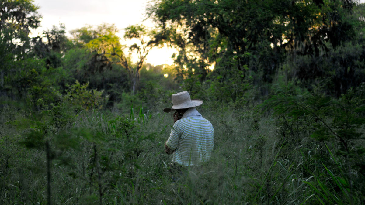 A person in a white hat stands in a tropical forest to take carbon measurements.