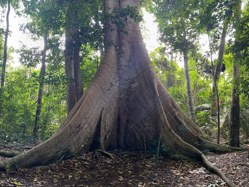 As CO2 Levels Rise, Old Amazon Trees Are Getting Bigger