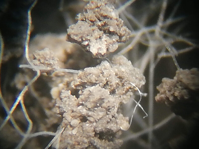 Microplastics Have Widely Varying Effects on Soil