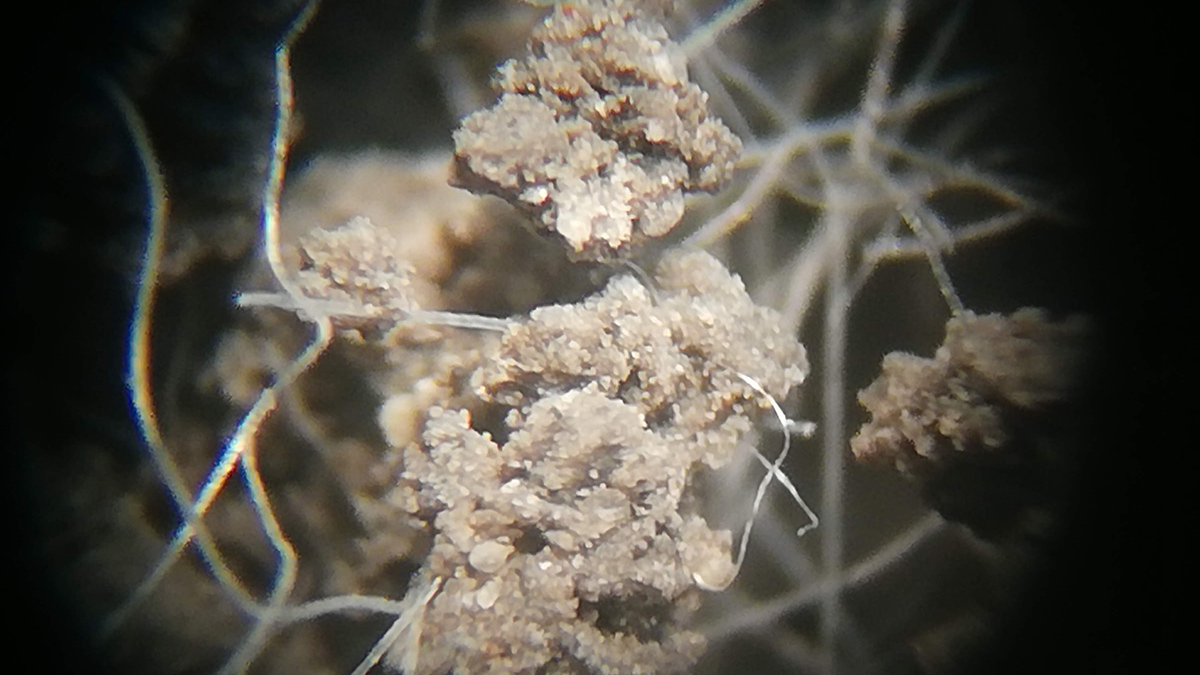 Microscopic image of clumps of soil in a matrix of polyester fibers