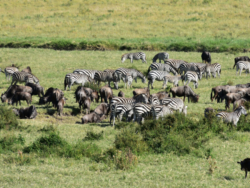 Tracing Fire, Rain, and Herbivores in the Serengeti