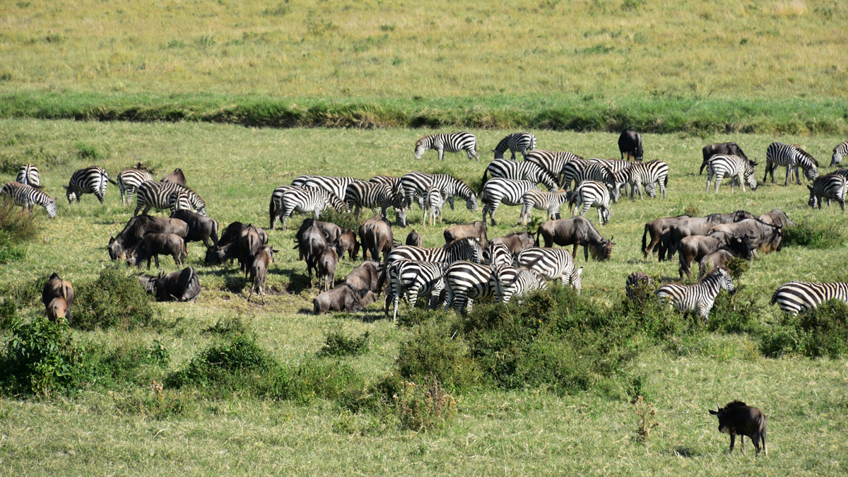 Zebras and wildebeest graze on the green grass of the Serengeti plain.