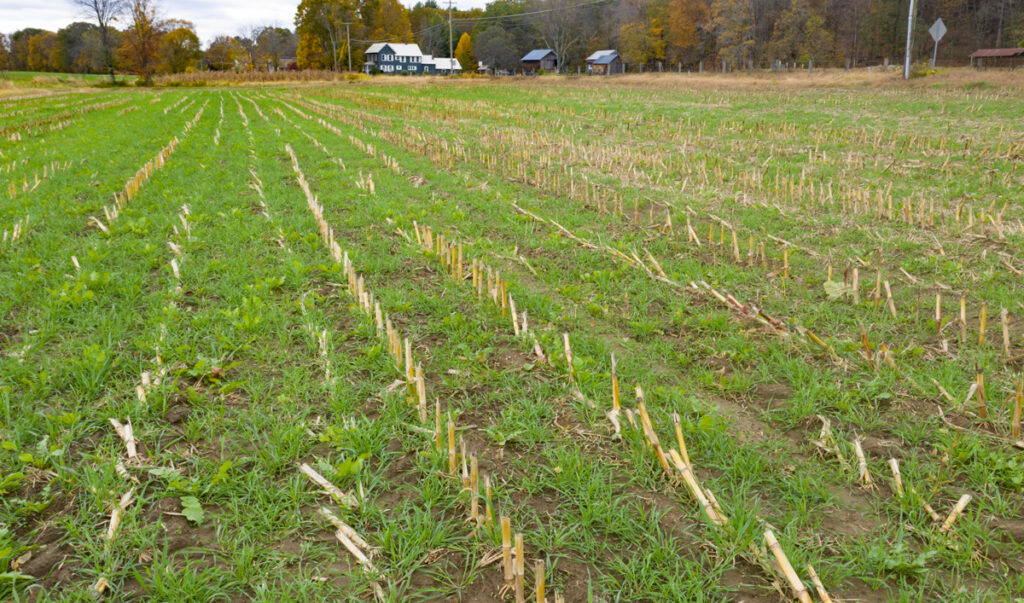 A cover crop of green grass grows in a farm field amid long parallel rows of corn stubble.
