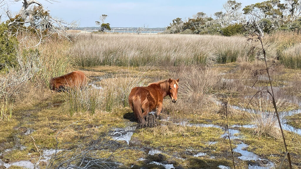 A red horse stands in a marsh, up to its knees, and looks back at the camera.