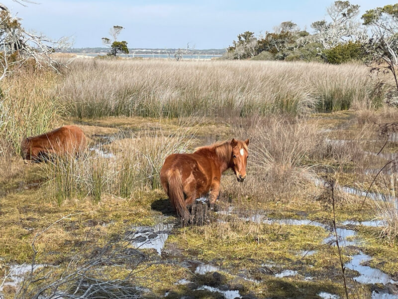 What Salty Water Means for Wild Horses