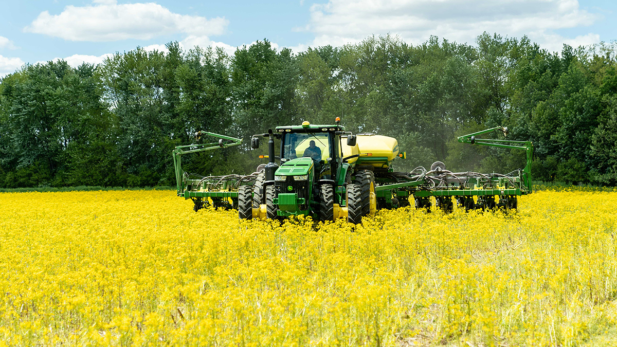 A green tractor towing a no-till planter drives through a field of bright yellow wild mustard plants.