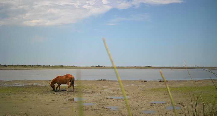 A reddish horse digs in the sandy mud during low tide.