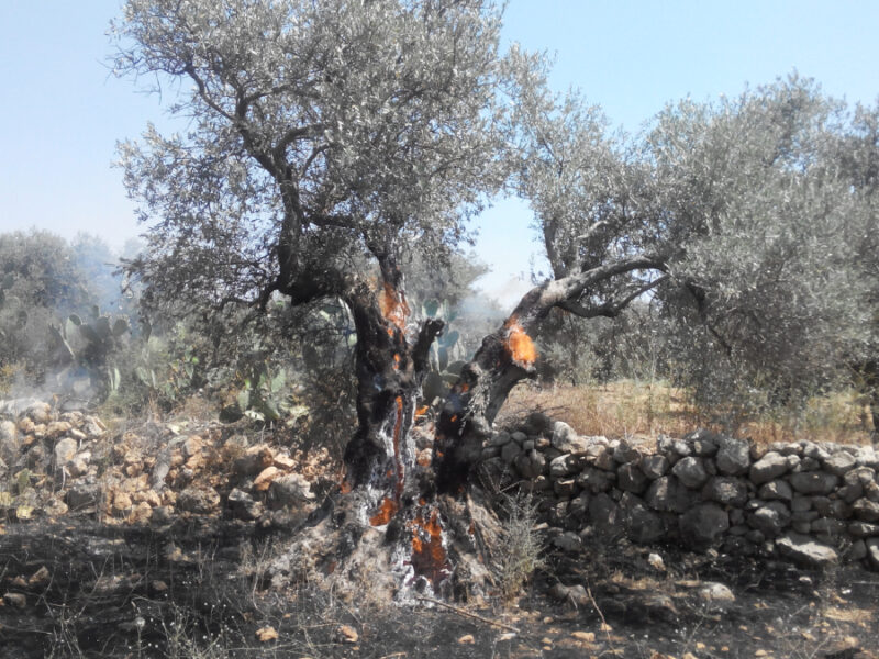 98% of Gaza’s Tree Cropland Destroyed by Israel