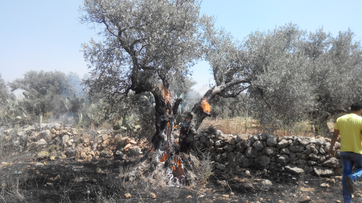 98% of Gaza’s Tree Cropland Destroyed by Israel