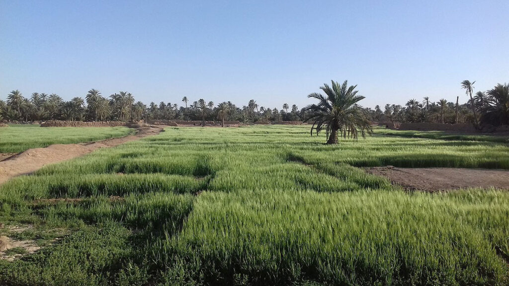 Crops in Biskra Province near the Sahara in Algeria.