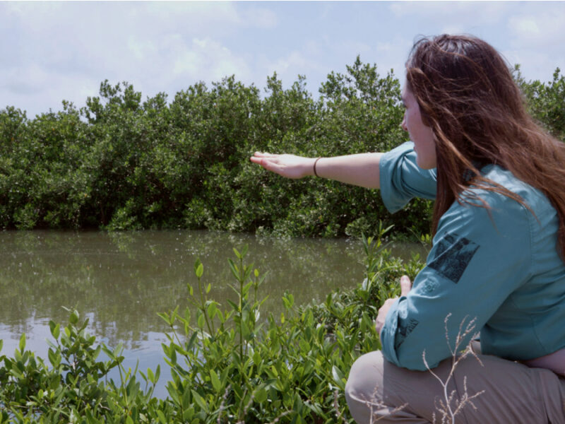 Glass Sand Grows Healthy Mangroves