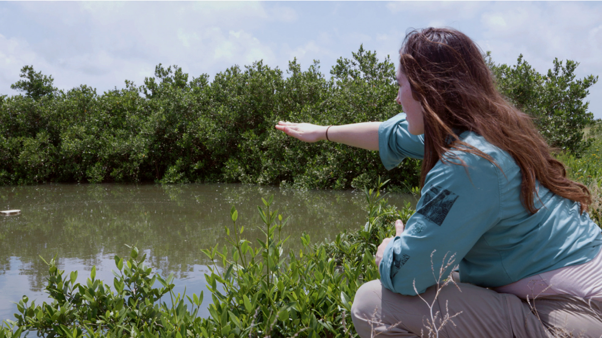 A researcher points out a copse of mature mangrove trees growing out of shallow water.