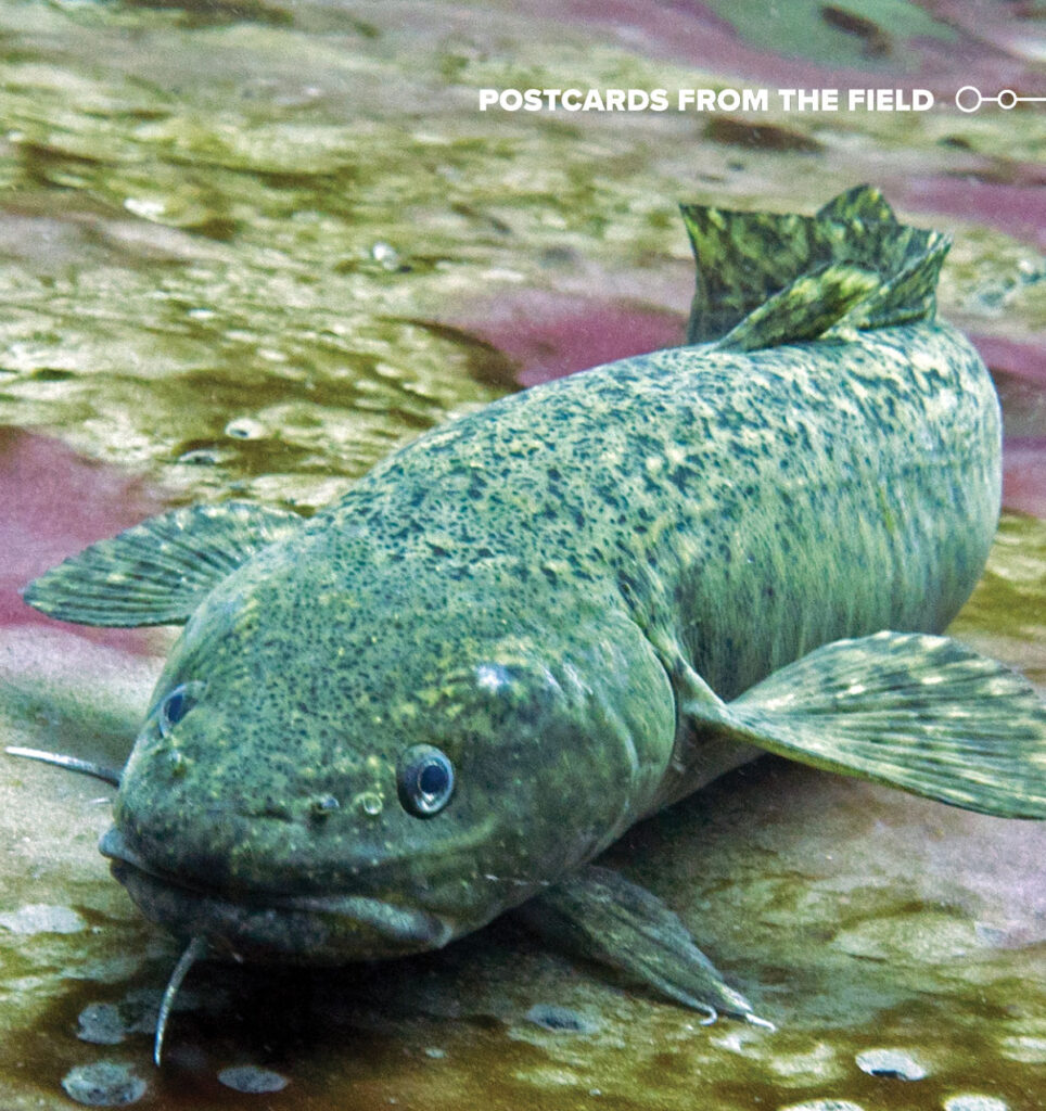 A picture of a burbot