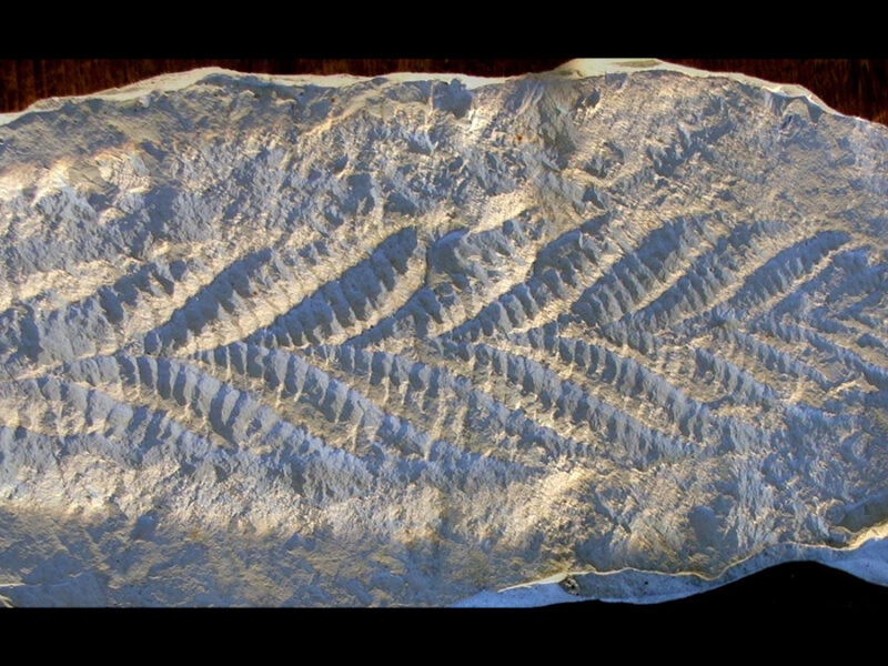 The Long and the Weak of It—The Ediacaran Magnetic Field
