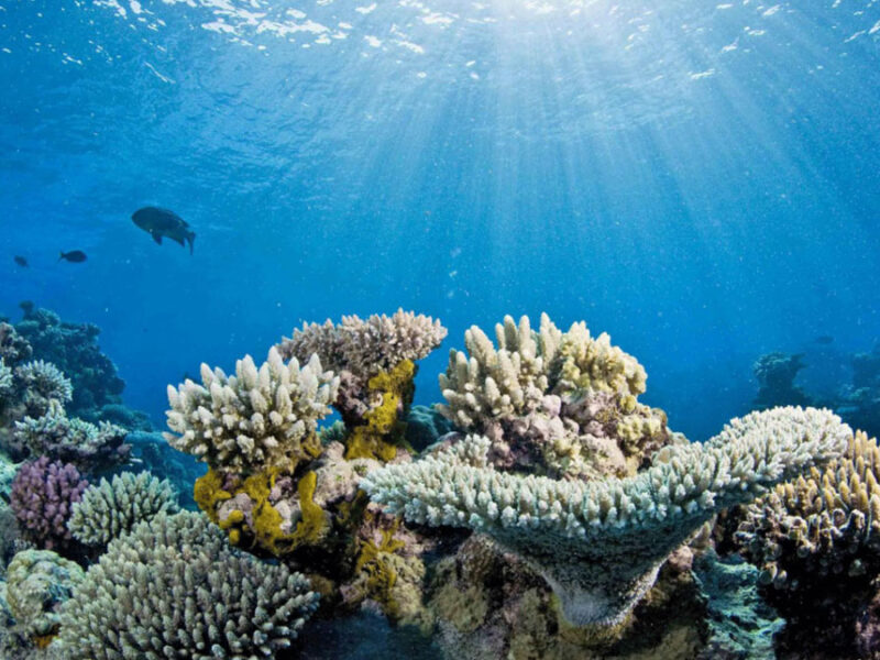 Could Stratospheric Aerosol Injection Help Save Corals from Bleaching?