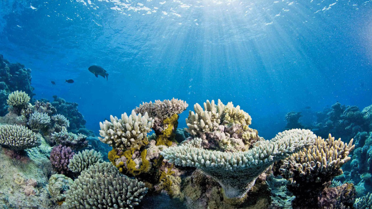 Coral reef with healthy corals and corals with signs of bleaching.png Alt text: Sun shines onto a coral reef with a mix of bleached and healthy coral.