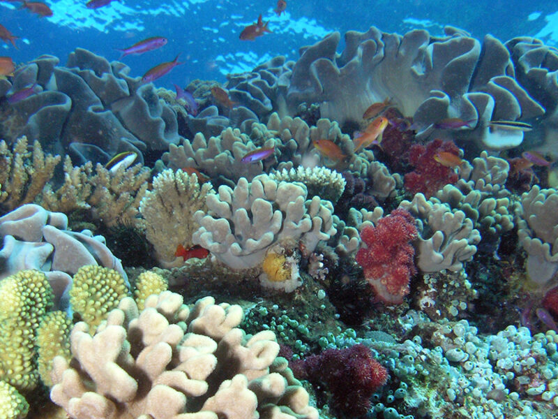 Preserving Corals to Study the Past and Document the Present