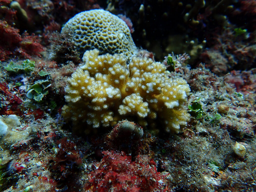 An underwater photo of yellow branching coral in a tank