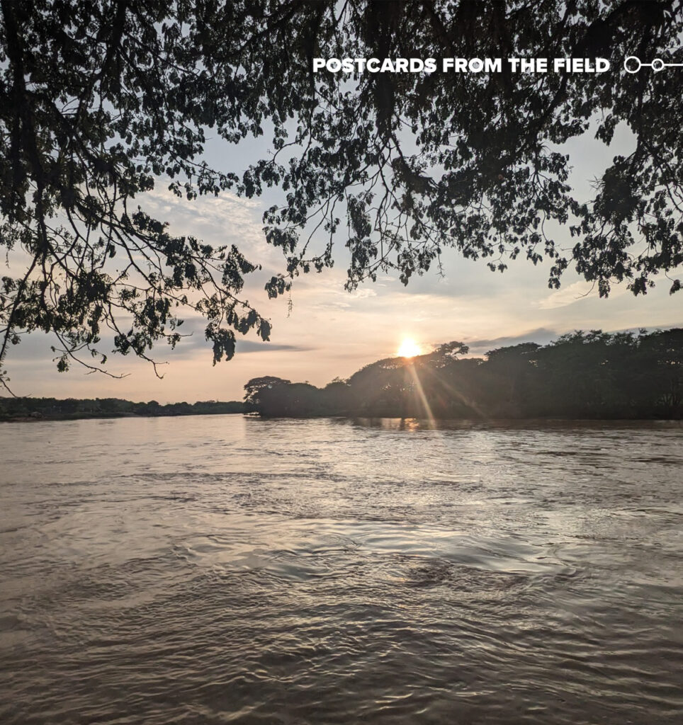 Across a wide expanse of water, the Sun peeks from behind trees. Leaves and branches can be seen hanging above the viewer.