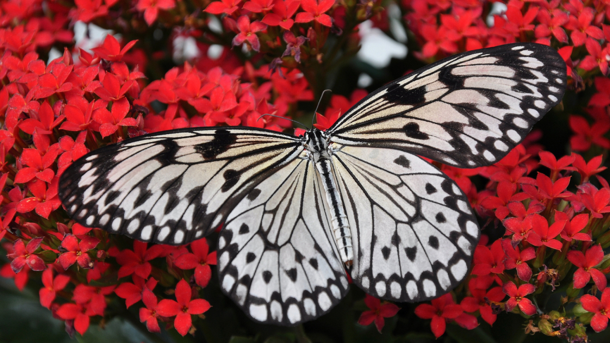 Climate Change Could Drive Butterflies and Plants Apart