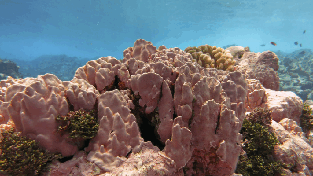 Underwater photo of pink coral.