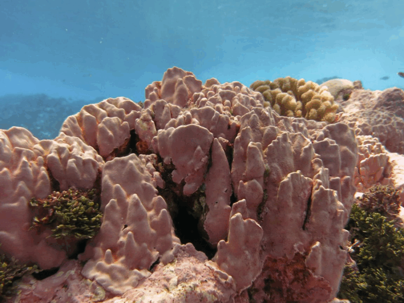 Coastal Coralline Algae Naturally Survive Persistent, Extreme Low pH
