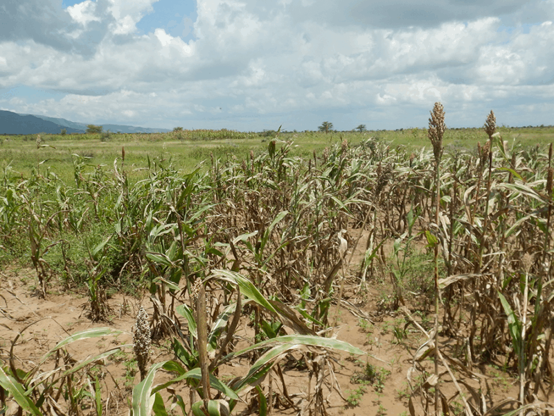 How Satellite Data Helped Avoid Hunger from Drought
