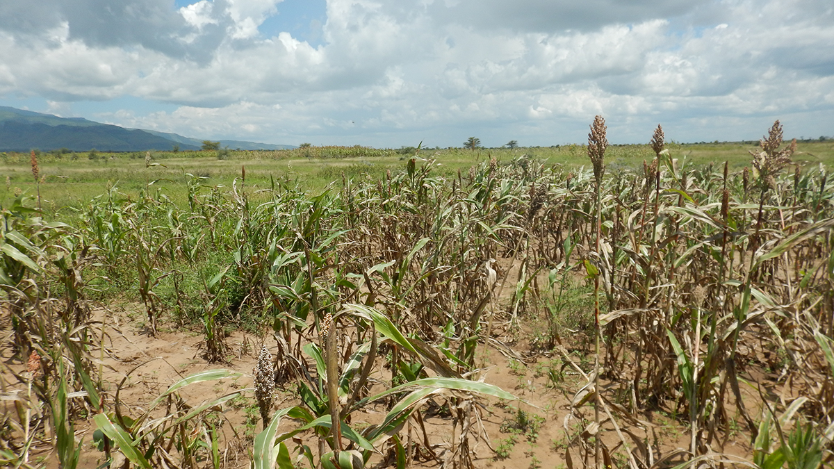 Photo of a crop field with mountains in the background.