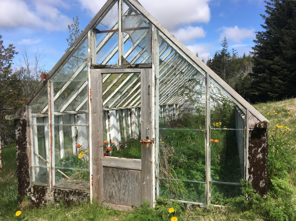 An abandoned greenhouse with mostly peeled-off paint is open to the grassy fields around it. Grass and orange wildflowers grow inside, and pine trees are visible in the background.