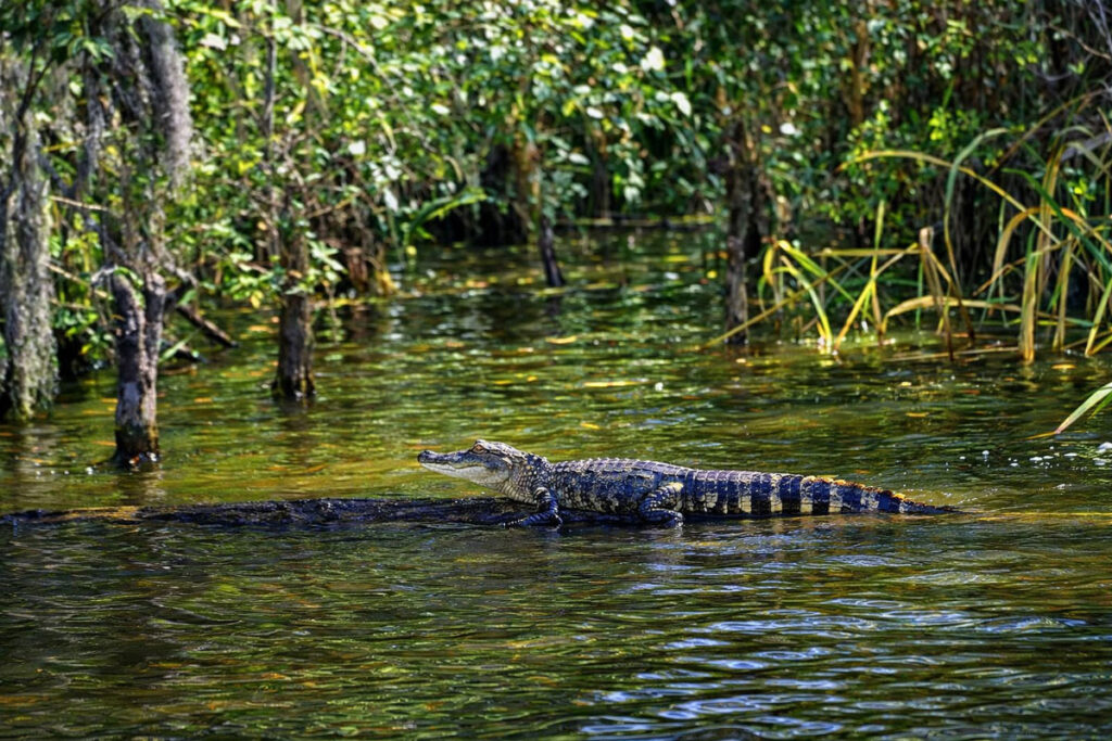 American alligator resting in a Louisiana bayou surrounded by wetland vegetation.