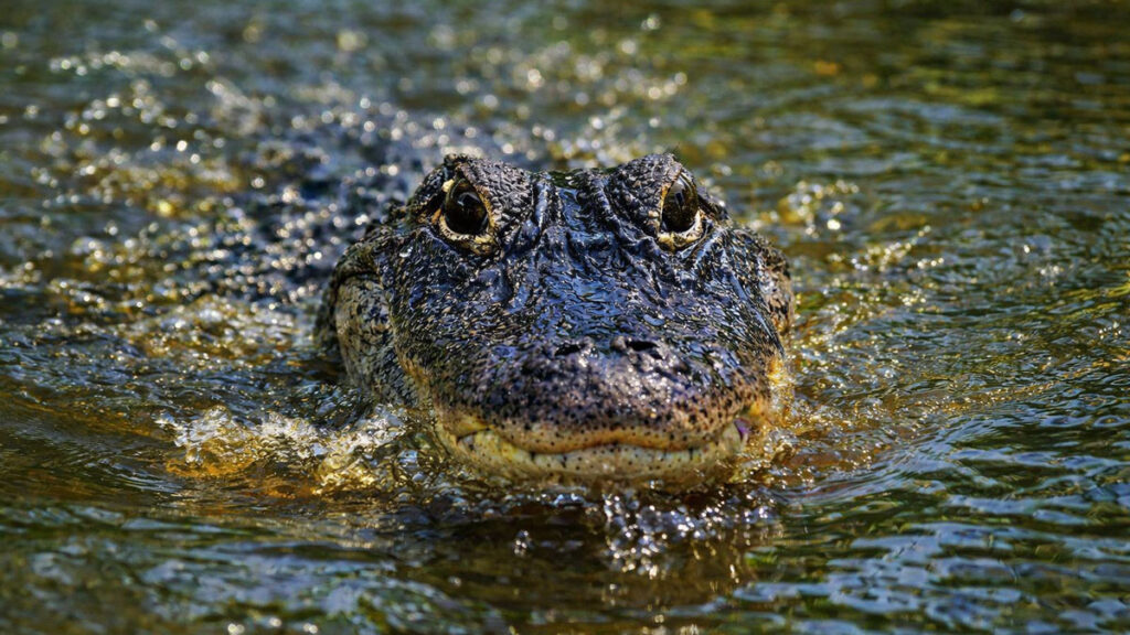 An American alligator surfaces in shallow bayou water in Louisiana.