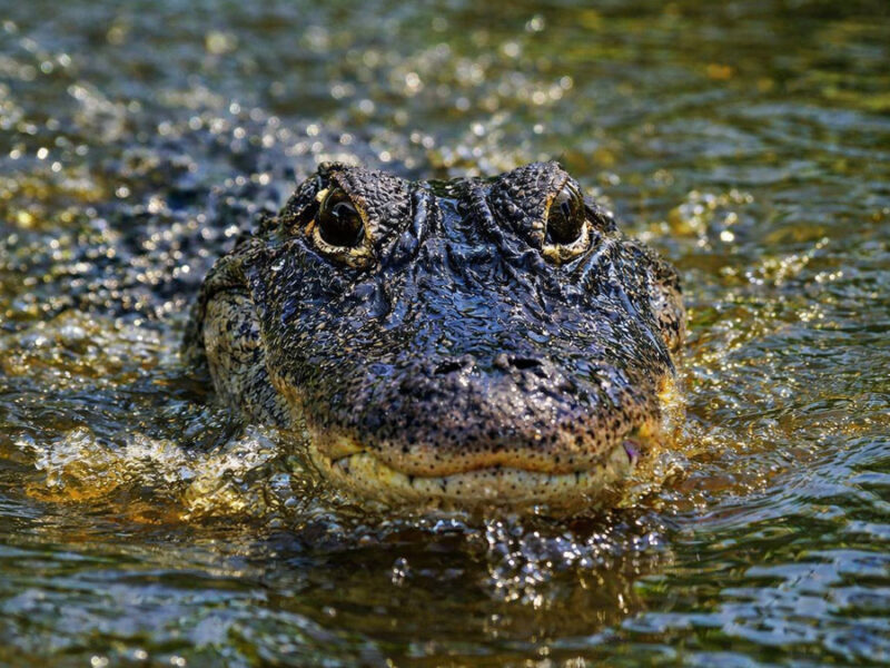 Alligators May Boost Carbon Storage in Coastal Wetlands