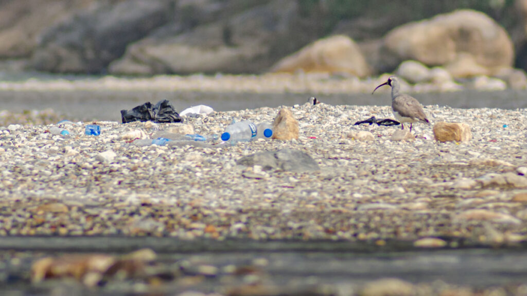 A bird stands next to plastic bottles and bags on a rocky beach.