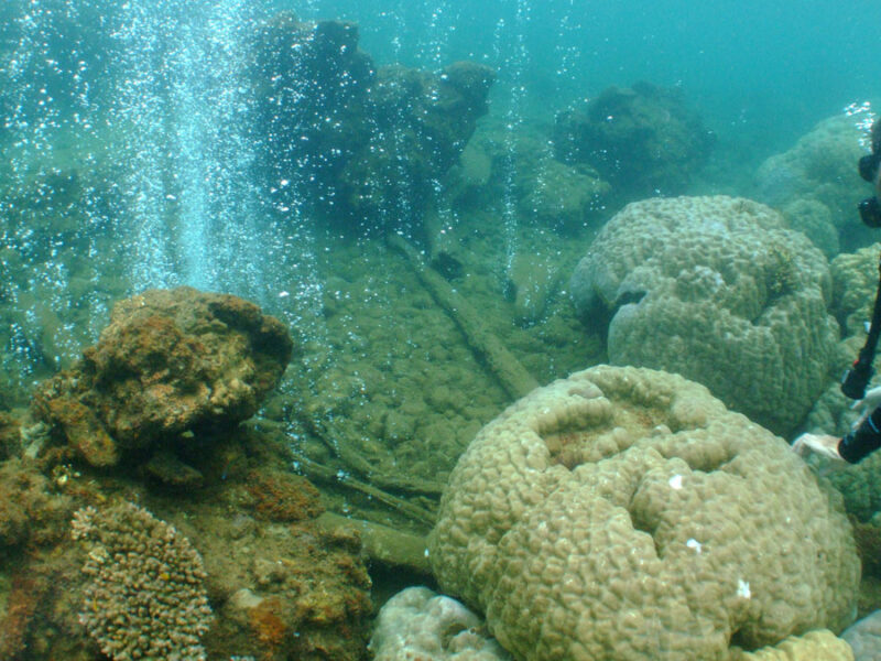 Coral Diversity Drops as Ocean Acidifies