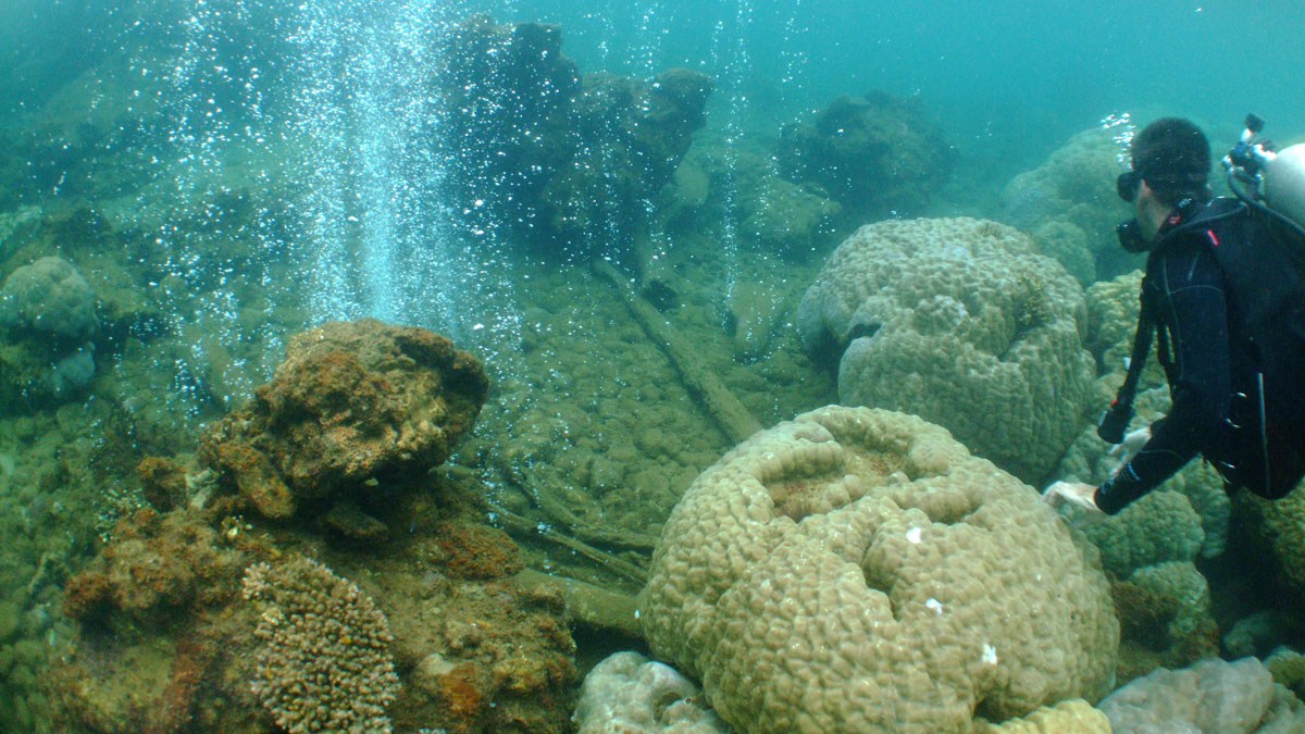 Coral Diversity Drops as Ocean Acidifies