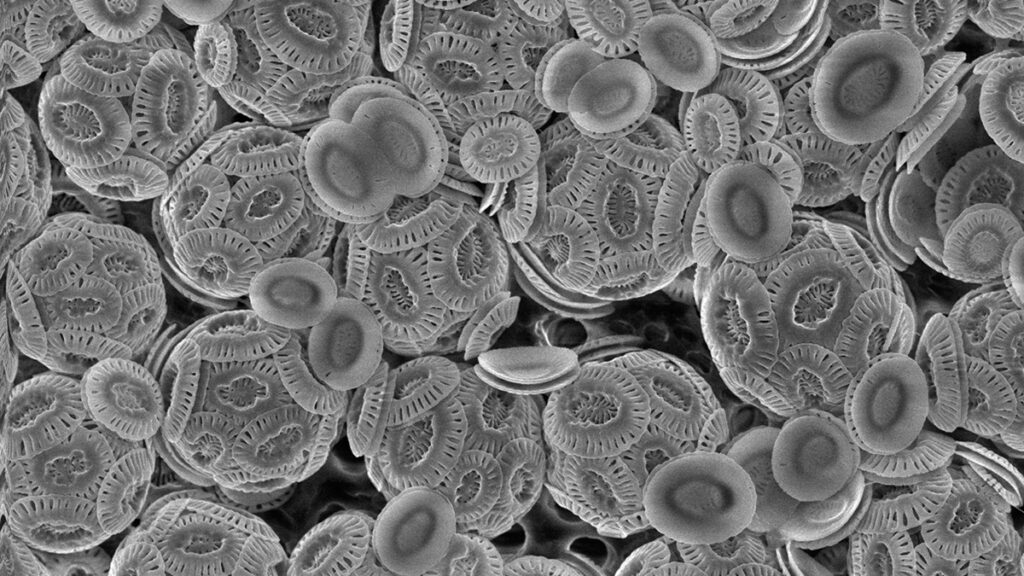 Microscopic marine algae known as coccolithophores covered in calcium carbonate shells.
