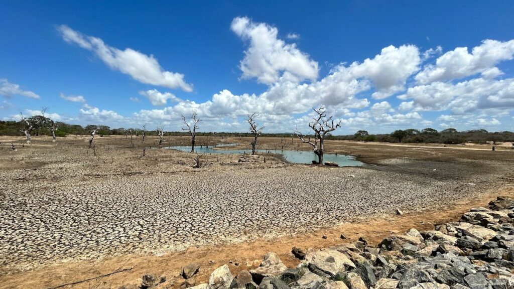 A dry lakebed with dead trees under a sunny sky.