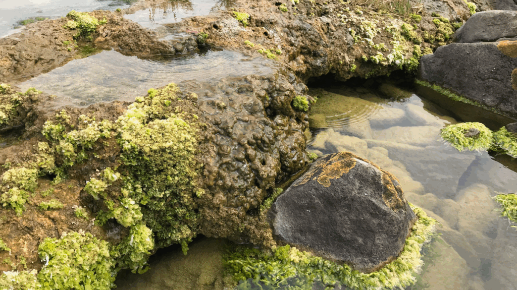 A collection of moss, algae, and rocks at the edge of a water body.