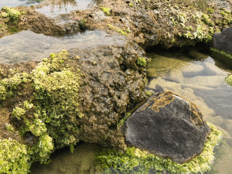 Rocks Formed by Microbes Absorb Carbon Day and Night