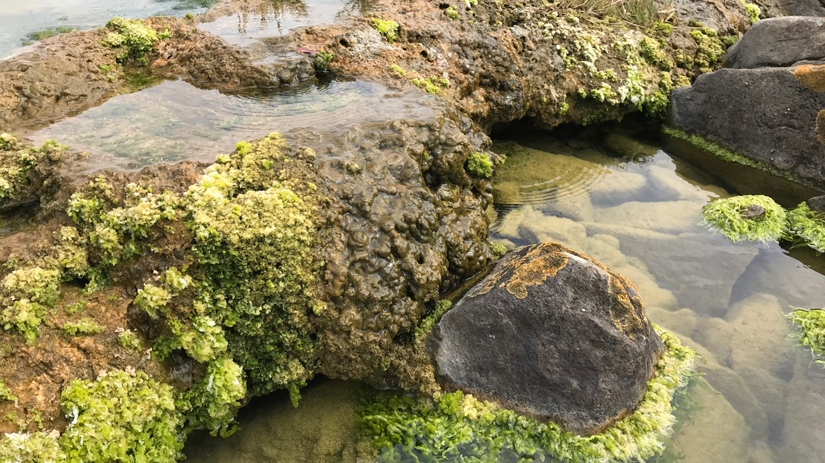 A collection of moss, algae, and rocks at the edge of a water body.