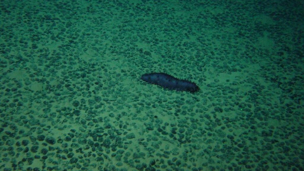 An underwater photograph shows a seafloor scattered with potato-sized rocks. An oblong, blue sea creature also rests on the seafloor.