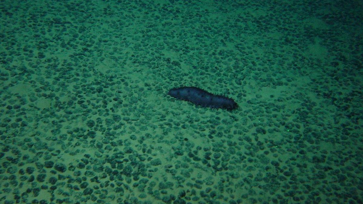 An underwater photograph shows a seafloor scattered with potato-sized rocks. An oblong, blue sea creature also rests on the seafloor.
