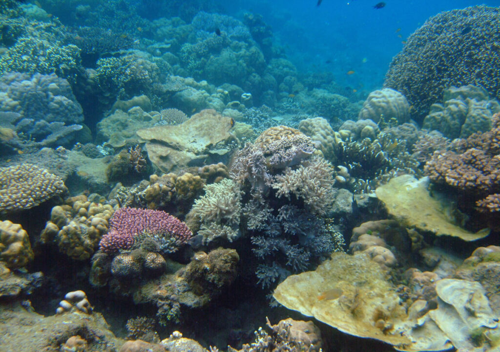 A healthy section of reef that exhibits branching and nonbranching corals of many sizes and colors. Many fish swim near the reef.