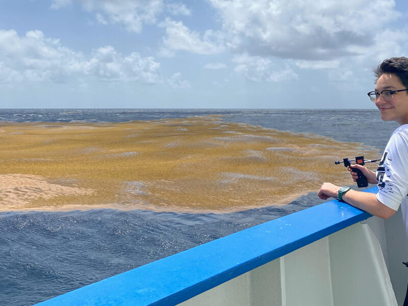 The Northern Sargasso Sea Has Lost Much of Its Namesake Algae