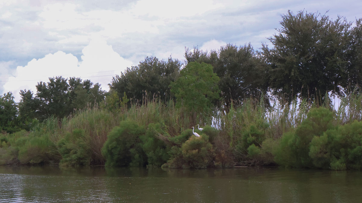 Two white egrets stand out against a backdrop of green foliage as they stand on the edge of a wetland. They sky above is cloudy.